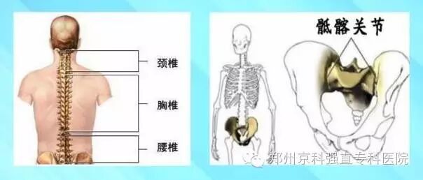 骶髂.jpg